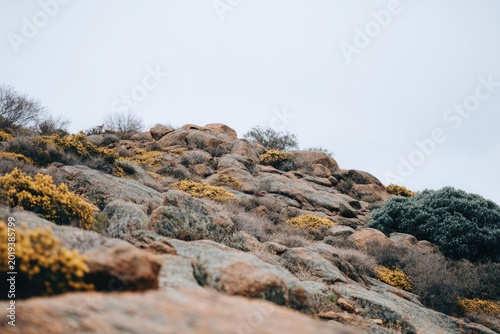 Rocky hillside with yellow wildflowers and sparse vegetation under a cloudy sky