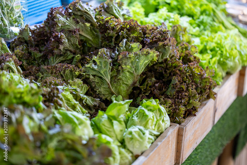 Variety of fresh organics homegrown heirloom kale and salad lettuce inside vegetable farmer market for food ingredient and nutrition usage during harvest season