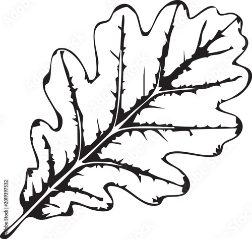 Oak Leaf Illustration: A detailed black and white illustration of an oak leaf, showcasing the intricate veins and unique shape of nature's design.