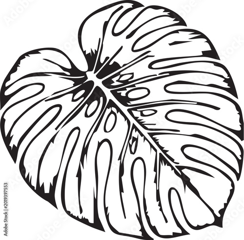 Monstera Leaf Illustration: A detailed black and white illustration of a Monstera leaf, showcasing its unique split leaves and intricate vein patterns.