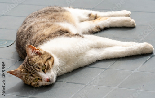 Bicolor Tabby and White Domestic Cat Portrait.