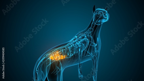 Large intestine part of a dog anatomy. 3d render