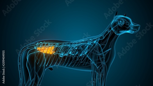 Tableau sur toile Large intestine part of a dog anatomy. 3d render
