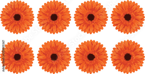 Tableau sur toile Beautiful orange gerbera daisy flower heads set isolated on white background for floral design and decoration