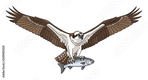 Osprey Catching Fish in Flight Illustration.