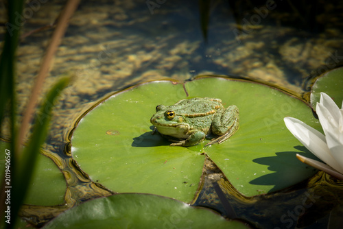 Green frog resting on lily pad beside white waterlily blossom