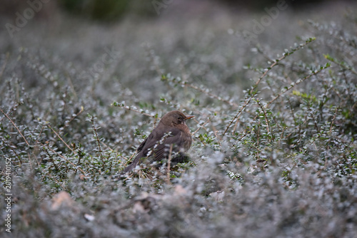A female common blackbird bird, Turdus merula, sitting with wings folded in a Lonicera nitida hedge bush. Photo with shallow focus. 