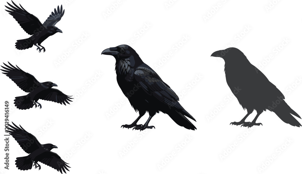 Fototapeta premium Black raven collection set with flying poses and silhouette, realistic dark bird vector illustration for gothic, Halloween and wildlife design projects