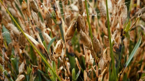 Dead brown leaf close up with a sliding camera motion stock footage