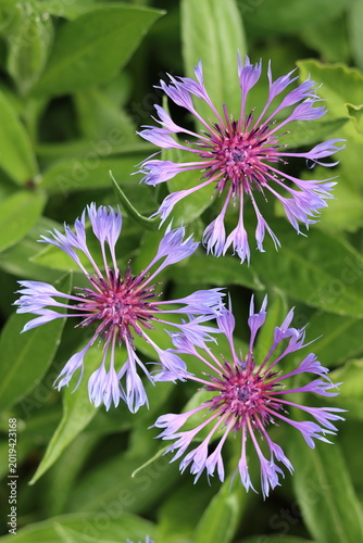 Bild auf Leinwand Perennial cornflower or centaurea montana flowers