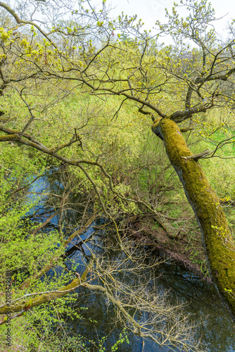 Blick auf einen kleinen Fluss von oben durch Baumkronen hindurch