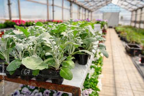 Greenhouse a greenhouse with flowering garden plants, where seedlings are grown, sunny and bright