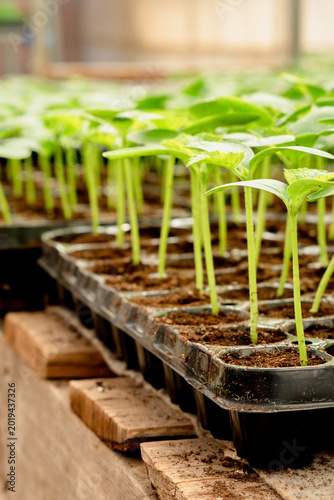 Seedlings in cassettes, the stage of young green shoots for the garden