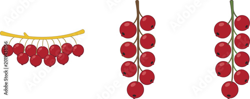 Fotografija Red currant berry vector illustration set featuring fresh organic fruit branches