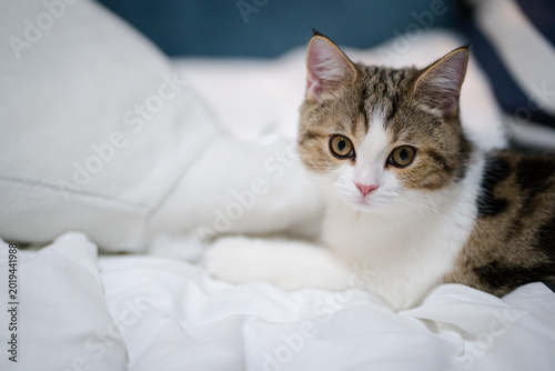 Foto pet activity with scottish straight kitten play with fun and happiness