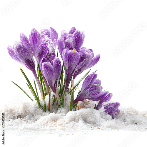 Spring Landscape: Purple Crocuses Emerging from Snow - Professional Stock Photo