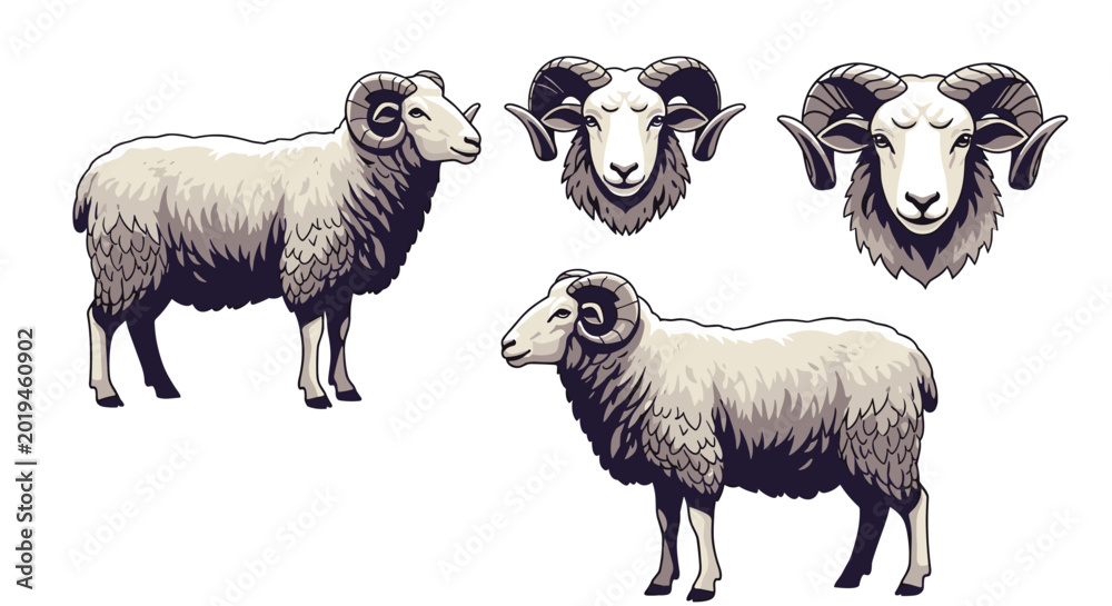 Fototapeta premium Collection of four ram illustrations includes side profiles and front views of male sheep with large curved horns in a graphic style.