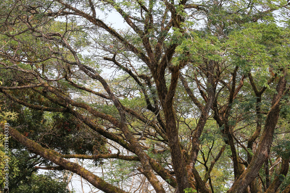 Fototapeta premium Close up view of massive brown tree branches with green leaves reaching out to form a dense canopy against the bright sky.