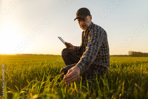 Obraz na plátně Male farmer in green wheat field holding tablet and touching crop shoots