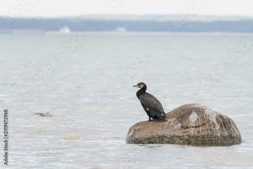 Fotografía Great Cormorant Perched on a Large Granite Rock with Guano Streaks in the Baltic