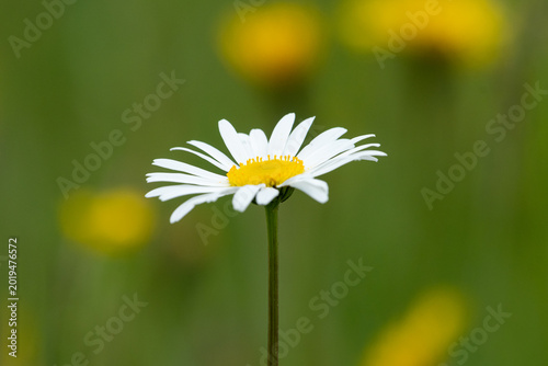 Single oxeye daisy Leucanthemum vulgare blooms above blurred yellow flowers