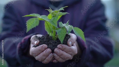Person holding a young green plant with soil in hands. Concept of ecology