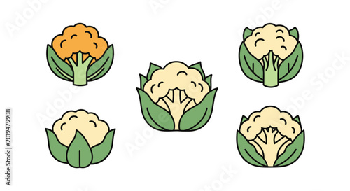 Cauliflower Line art vector abstract creative illustration
