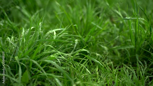 Fresh green grass with water drops after rain
