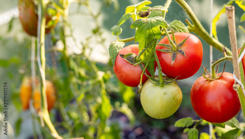 Obraz na płótnie Tomato growing on branch