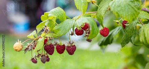 Fotografi Close-up of a raspberry plant with ripe and unripe berries