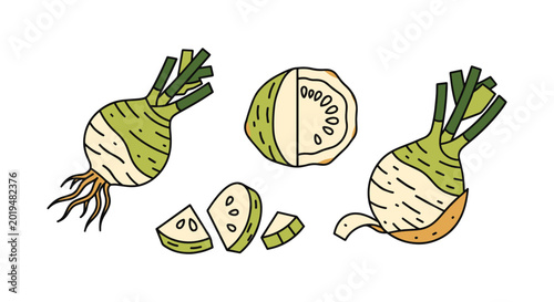 Celeriac Line art vector set minimal abstract
