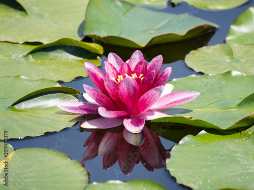 池に咲くスイレンの花