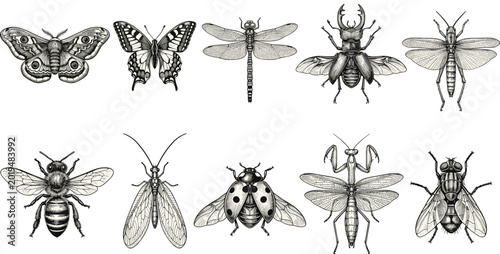 Foto Insect vector illustration set with butterflies, bees, dragonflies, and detailed