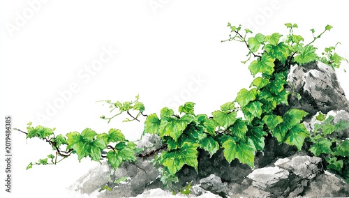 Green vines elegantly climb over textured, gray rocks