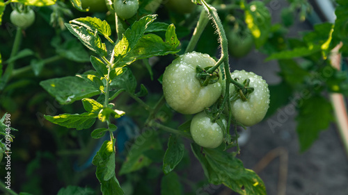 Obraz na płótnie Green unripe tomato on a branch, natural homemade wholesome vegetables, vegan and vegetarian food, growing vegetables in the garden