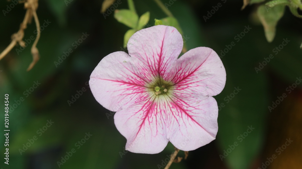 Obraz premium Pink Petunia Flower Full Bloom Beauty