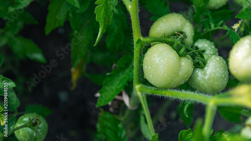 Canvas Print Green unripe tomato on a branch, natural homemade wholesome vegetables, vegan and vegetarian food, growing vegetables in the garden