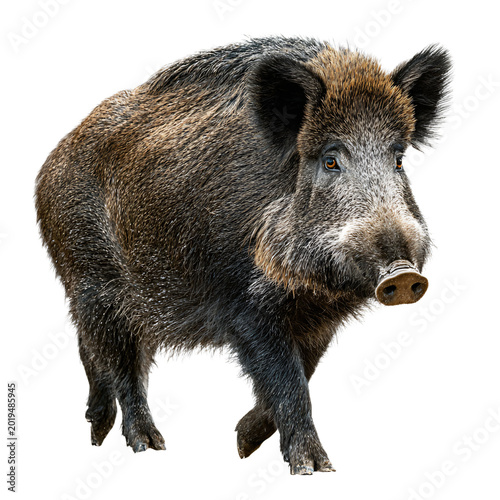 High-Quality Wild Boar Isolated on Transparent Background PNG for Professional Use