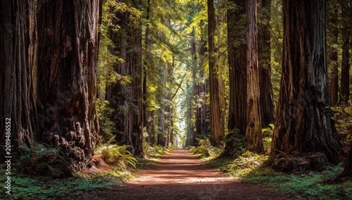 Sunlight streams through a majestic forest of towering trees onto a dirt path