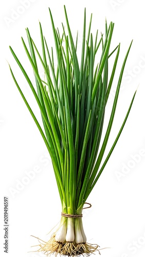 A fresh bunch of green onions with roots