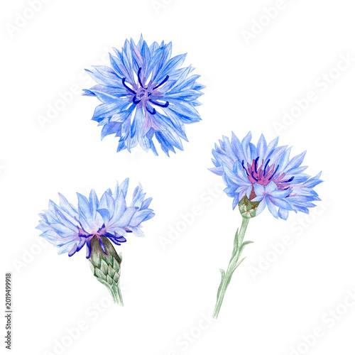 фотографія Blue cornflower watercolor isolated illustration set