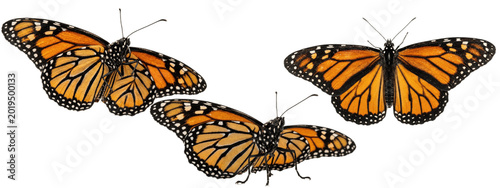 Photos Three monarch butterflies gliding in midair, showcasing iconic orange wings edge