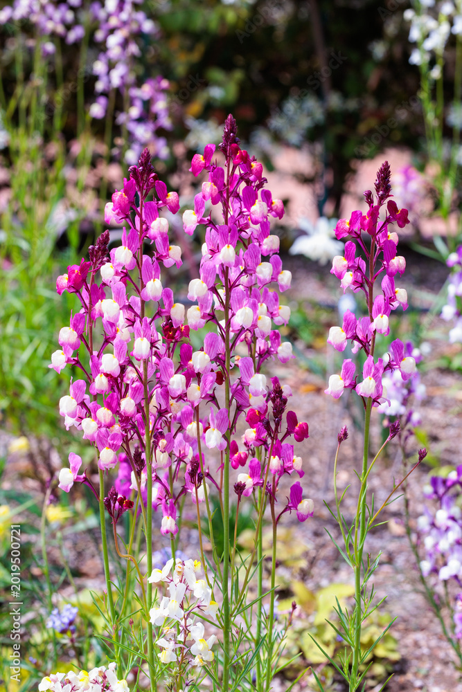 Fototapeta premium The pink linaria flowers bloom beautifully in the spring garden.