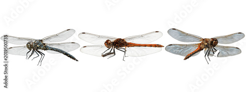 Tableau sur toile Trio of sleek dragonflies with gray, brown, and rusty orange bodies gliding on c