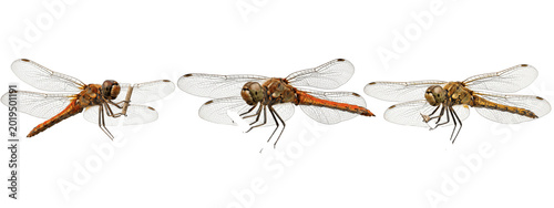 Billede på lærred Warm-toned orange dragonflies in angled midair positions, emphasizing elongated