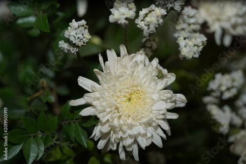 White chrysanthemum flower with green leaves and bokeh