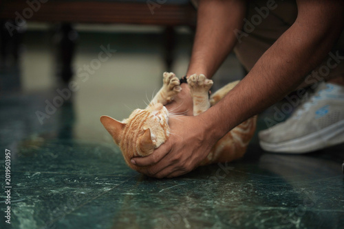 Person holding playful orange tabby cat indoors