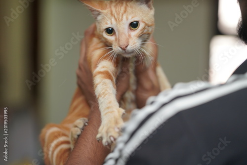 Close up portrait of orange tabby cat being held
