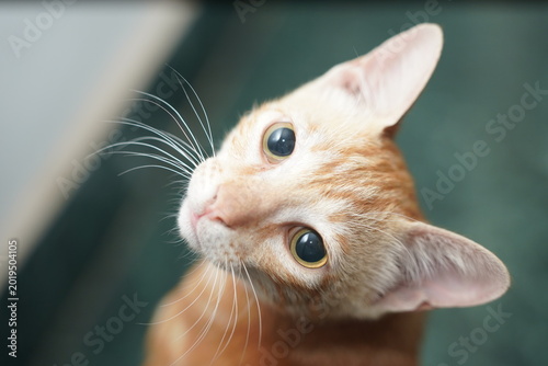 Cuadro en lienzo Orange tabby cat meowing beside wooden furniture