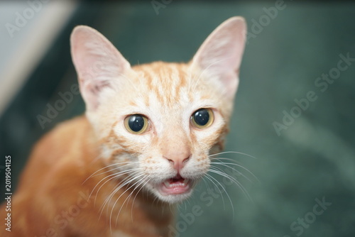 Orange tabby cat sitting on floor indoors